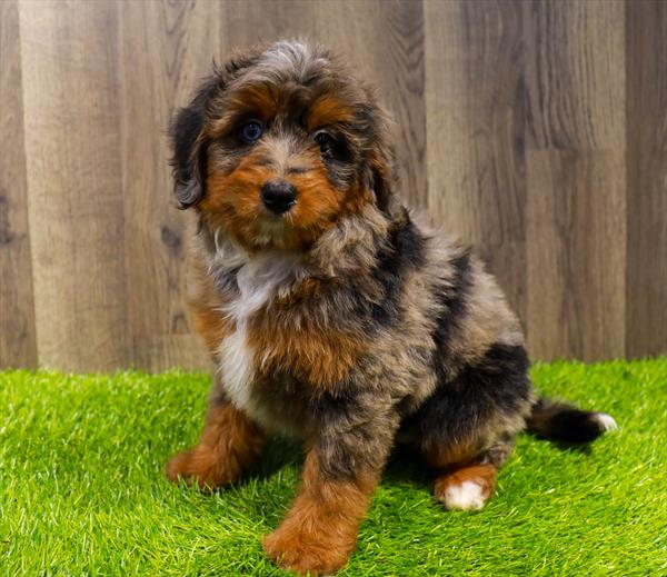 Mini Bernedoodle-DOG-Female-Blue Merle-11535-Petland Robinson, Pittsburgh, PA