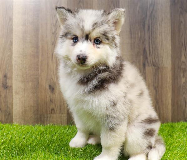 Pomsky 2nd gen.-DOG-Female-Blue Merle-11536-Petland Robinson, PA