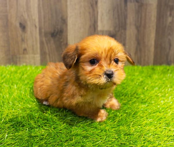 Morkie-DOG-Female-Gold-11537-Petland Robinson, PA