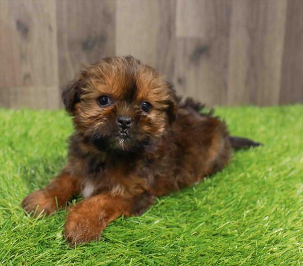Shorkie-DOG-Male-Grizzle-11538-Petland Robinson, Pittsburgh, PA