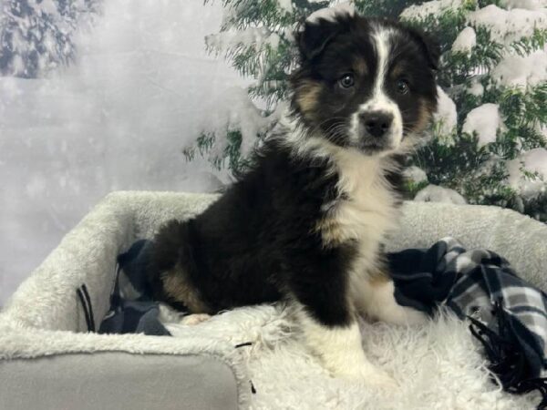 Australian Shepherd-DOG-Male-Black White and Tan-11521-Petland Robinson, PA