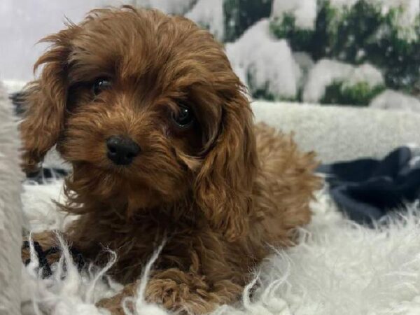 Cavapoo-DOG-Female-Red-11519-Petland Robinson, Pittsburgh, PA