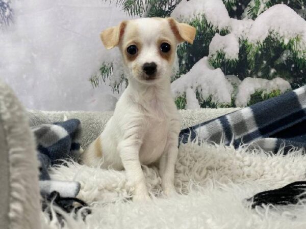Chihuahua-DOG-Female-Cream and White-11518-Petland Robinson, Pittsburgh, PA