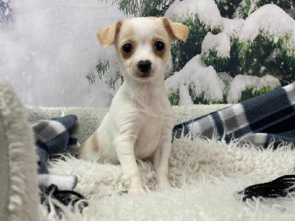 Chihuahua-DOG-Female-Cream and White-11518-Petland Robinson, PA