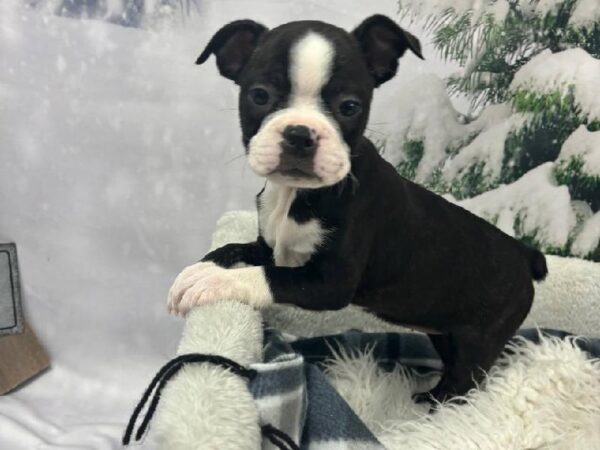 Boston Terrier-DOG-Female-Black and White-11517-Petland Robinson, Pittsburgh, PA