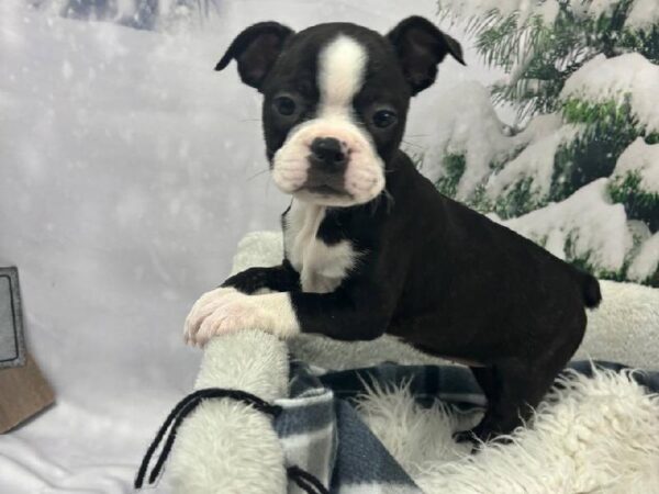 Boston Terrier-DOG-Female-Black and White-11517-Petland Robinson, PA