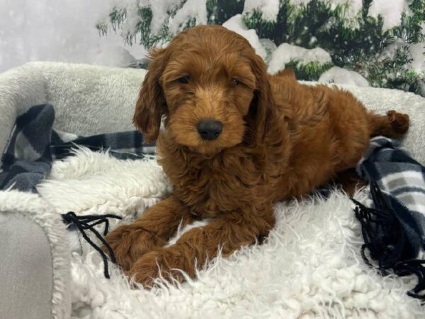 Goldendoodle 2nd Gen.-DOG-Male-Red-11522-Petland Robinson, PA