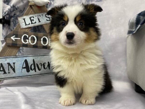 Pembroke Welsh Corgi-DOG-Male-Black and Tan-11520-Petland Robinson, Pittsburgh, PA