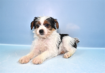 Yorkie-DOG-Female-Black Tan and White-11539-Petland Robinson, PA