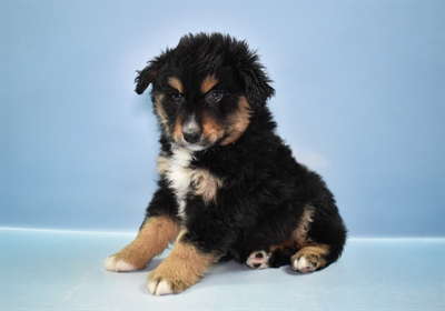 Miniature American Shepherd-DOG-Male-Black White and Tan-11541-Petland Robinson, Pittsburgh, PA