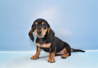 Dachshund-DOG-Female-Black and Tan-11545-Petland Robinson, PA