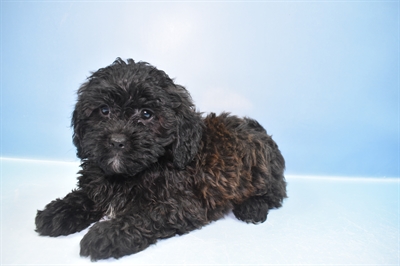 Shih-poo-DOG-Female-Black-11550-Petland Robinson, Pittsburgh, PA