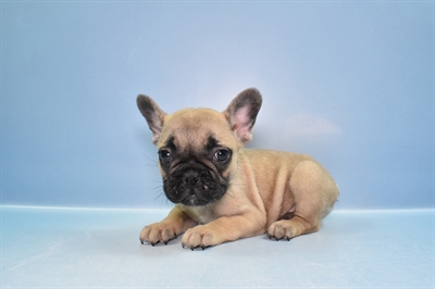 French Bulldog-DOG-Male-Fawn-11552-Petland Robinson, PA