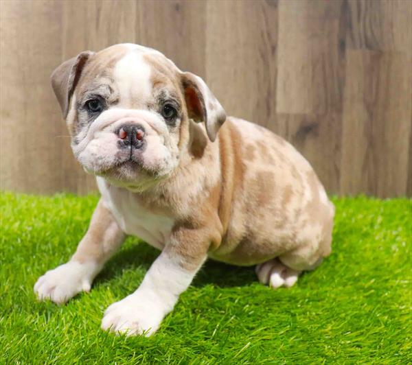 English Bulldog-DOG-Female-Red Merle-11561-Petland Robinson, PA