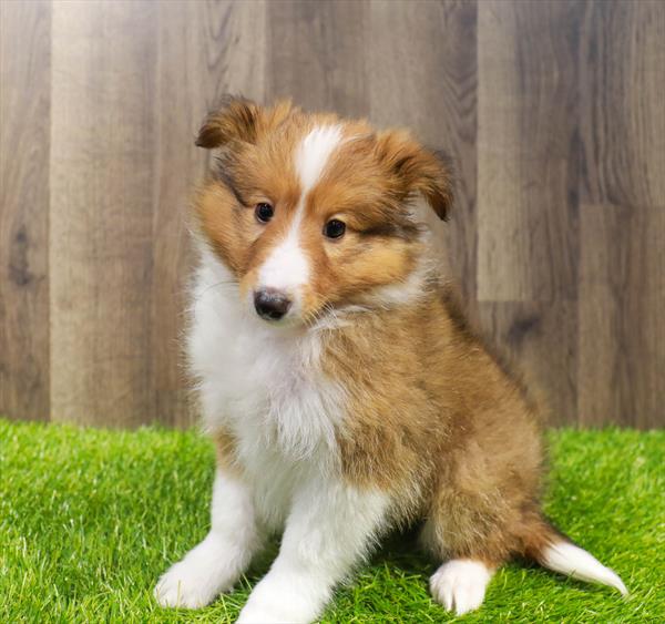 Sheltie-DOG-Female-Sable-11562-Petland Robinson, PA