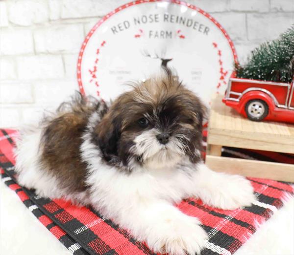 Malshi DOG Male Brown / White 11324 Petland Robinson, Pittsburgh, PA