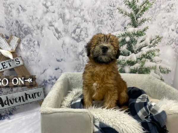 Soft Coated Wheaten Terrier-DOG-Male-Wheaten-11472-Petland Robinson, PA