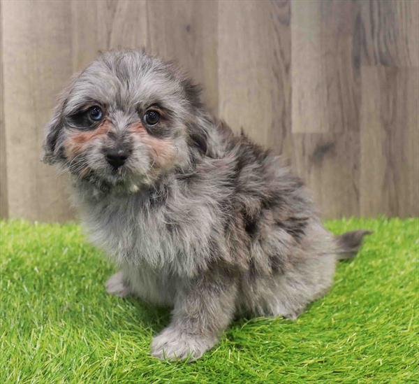 Pom-A-Poo-DOG-Female-Blue Merle-11512-Petland Robinson, Pittsburgh, PA