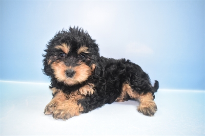 Cavapoo-DOG-Female-Black-11540-Petland Robinson, Pittsburgh, PA