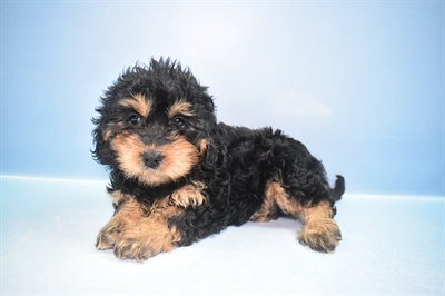 Cavapoo-DOG-Female-Black-11540-Petland Robinson, PA