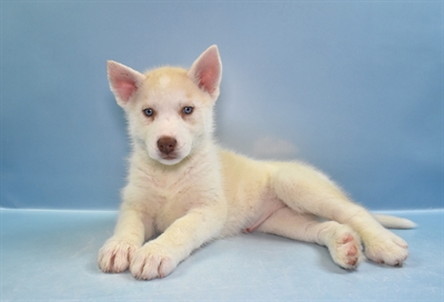 Siberian Husky-DOG-Female-Sable and White-11543-Petland Robinson, PA