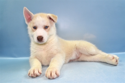 Siberian Husky-DOG-Male-Sable and White-11551-Petland Robinson, Pittsburgh, PA