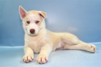 Siberian Husky-DOG-Male-Sable and White-11551-Petland Robinson, PA