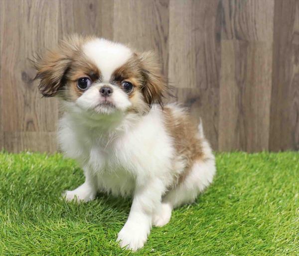 Japanese Chin-DOG-Male-Fawn / White-11558-Petland Robinson, Pittsburgh, PA