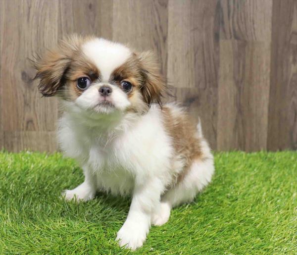 Japanese Chin-DOG-Male-Fawn / White-11558-Petland Robinson, PA