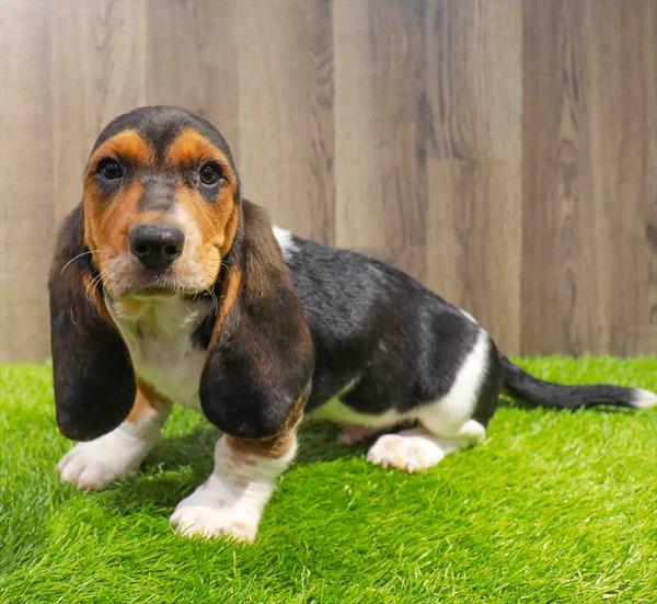 Basset Hound-DOG-Male-Black White / Tan-11560-Petland Robinson, PA