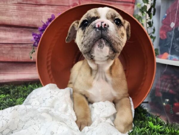 Old English Bulldog-DOG-Female-Fawn-11568-Petland Robinson, Pittsburgh, PA