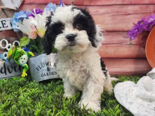 Cavachon-DOG-Male-Black and White-11570-Petland Robinson, PA