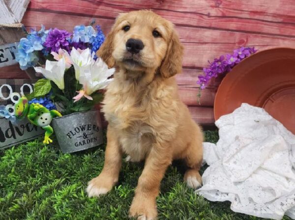 Golden Retriever-DOG-Male-Dark Golden-11571-Petland Robinson, PA