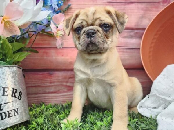 Pug-DOG-Male-Apricot Fawn-11572-Petland Robinson, Pittsburgh, PA