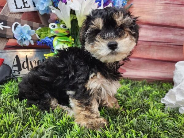 Yochon-DOG-Male-Black and Tan-11573-Petland Robinson, PA