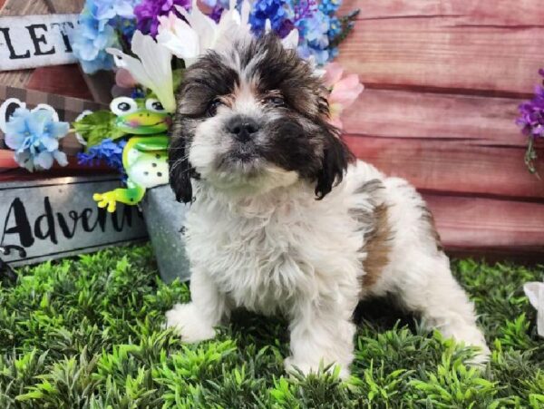 Teddy Bear-DOG-Female-Gold and White-11574-Petland Robinson, PA