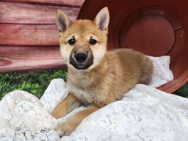 Shiba Inu-DOG-Male-Red-11575-Petland Robinson, Pittsburgh, PA