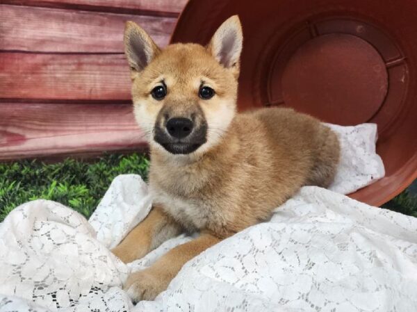 Shiba Inu-DOG-Male-Red-11575-Petland Robinson, PA