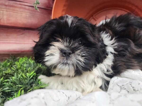 Shih Tzu-DOG-Female-Black and White-11576-Petland Robinson, Pittsburgh, PA