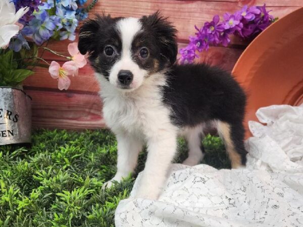 Toy Australian Shepherd-DOG-Male-Black Brown and White-11578-Petland Robinson, Pittsburgh, PA