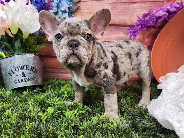 French Bulldog-DOG-Male-Blue Merle-11588-Petland Robinson, PA