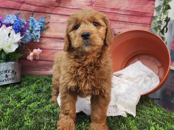 Mini Goldendoodle-DOG-Female-Apricot-11590-Petland Robinson, PA