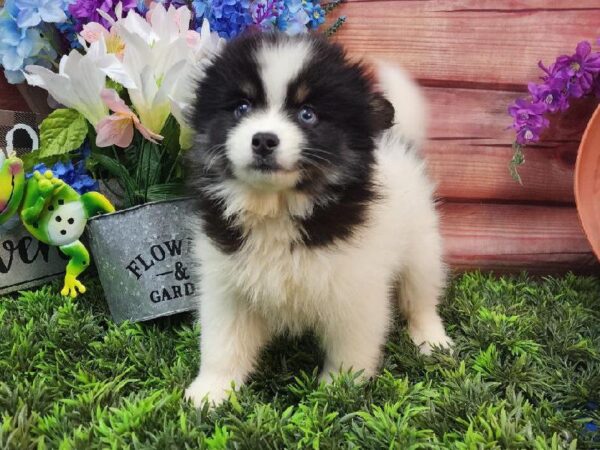 Pomsky 2nd gen.-DOG-Female-Black / White-11589-Petland Robinson, Pittsburgh, PA