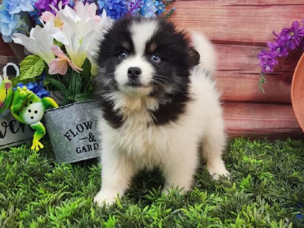 Pomsky 2nd gen.-DOG-Female-Black / White-11589-Petland Robinson, PA