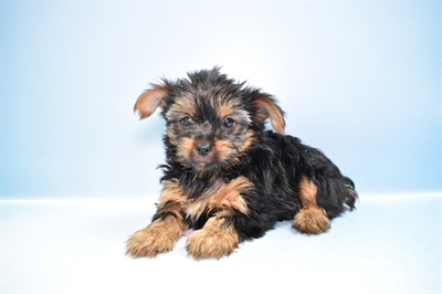 Yorkie-DOG-Male-Black and Tan-11595-Petland Robinson, PA