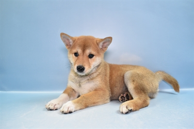 Shiba Inu-DOG-Female-Red-11599-Petland Robinson, Pittsburgh, PA