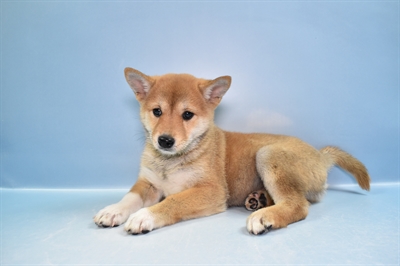 Shiba Inu-DOG-Female-Red-11599-Petland Robinson, PA