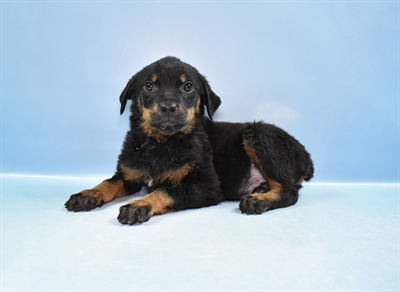 Rottweiler-DOG-Female-Black and Mahogany-11600-Petland Robinson, PA