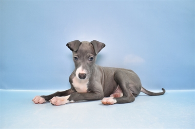 Italian Greyhound-DOG-Male-Blue-11601-Petland Robinson, Pittsburgh, PA