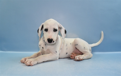 Dalmatian-DOG-Male-White and Black-11602-Petland Robinson, PA